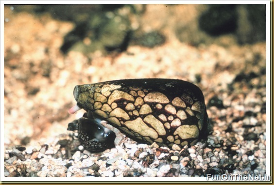 Marbled Cone Snail Marbled Cone Snail