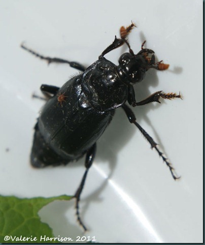 beetle-nicrophorus-humator-2