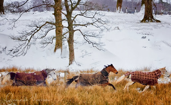 Francesca Morrison Photography
