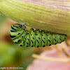 Black swallowtail caterpillar (final instar preparing to pupate)