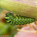 Black swallowtail caterpillar (final instar preparing to pupate)