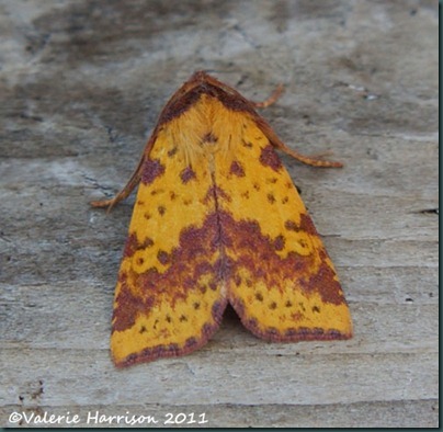pink-barred-sallow