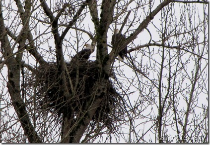 Eagles working on their nest