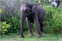 _P6A1732_wild_elephants_mudumalai_bandipur_sanctuary 