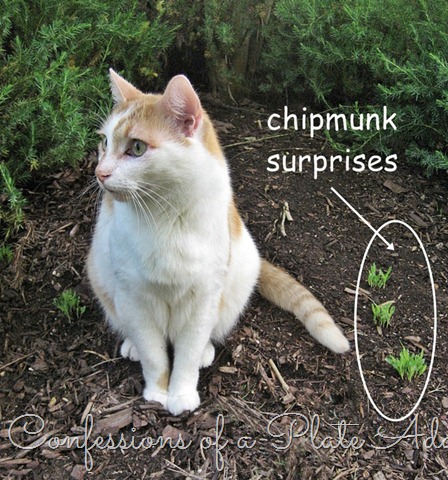 [Chipmunk%2520Surprises%255B7%255D.jpg]