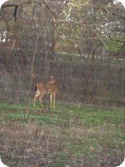 Deer at Hillsdale campsite
