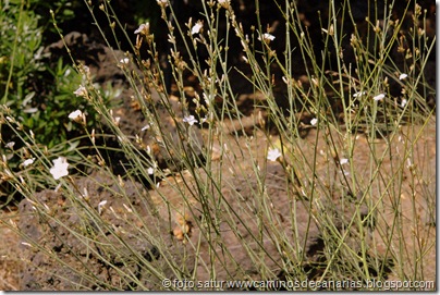 3077 Leña noel(C) 3077 Leña noel(C)
