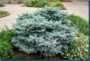 globe blue spruce 2