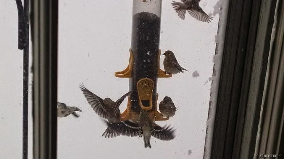 [2-2-15%2520finches%2520at%2520feeders%2520during%2520storm%255B3%255D.jpg]