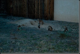 Red Fox Pups (3 of 5)