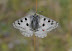 Parnassius apollo provincialis KHEIL, 1905, femelle. La Blachière, 1700 m (Maurin, Alpes-de-Haute-Provence), 9 août 2009. Photo : J.-M. Gayman