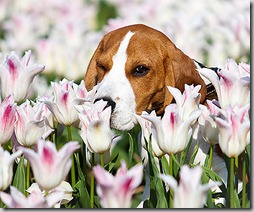 Flowers of The Netherlands