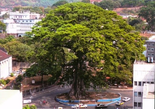 【THEAIRTOWN 】central tree cotton pt The Cotton Tree in Freetown, Sierra Leone | Amusing Planet