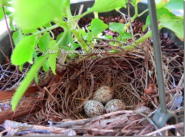 Nest_eggs