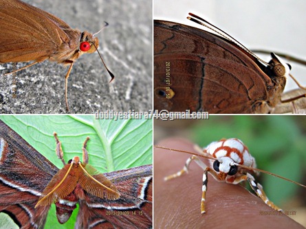 antena lepidoptera
