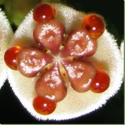 Hoya kerrii fiore