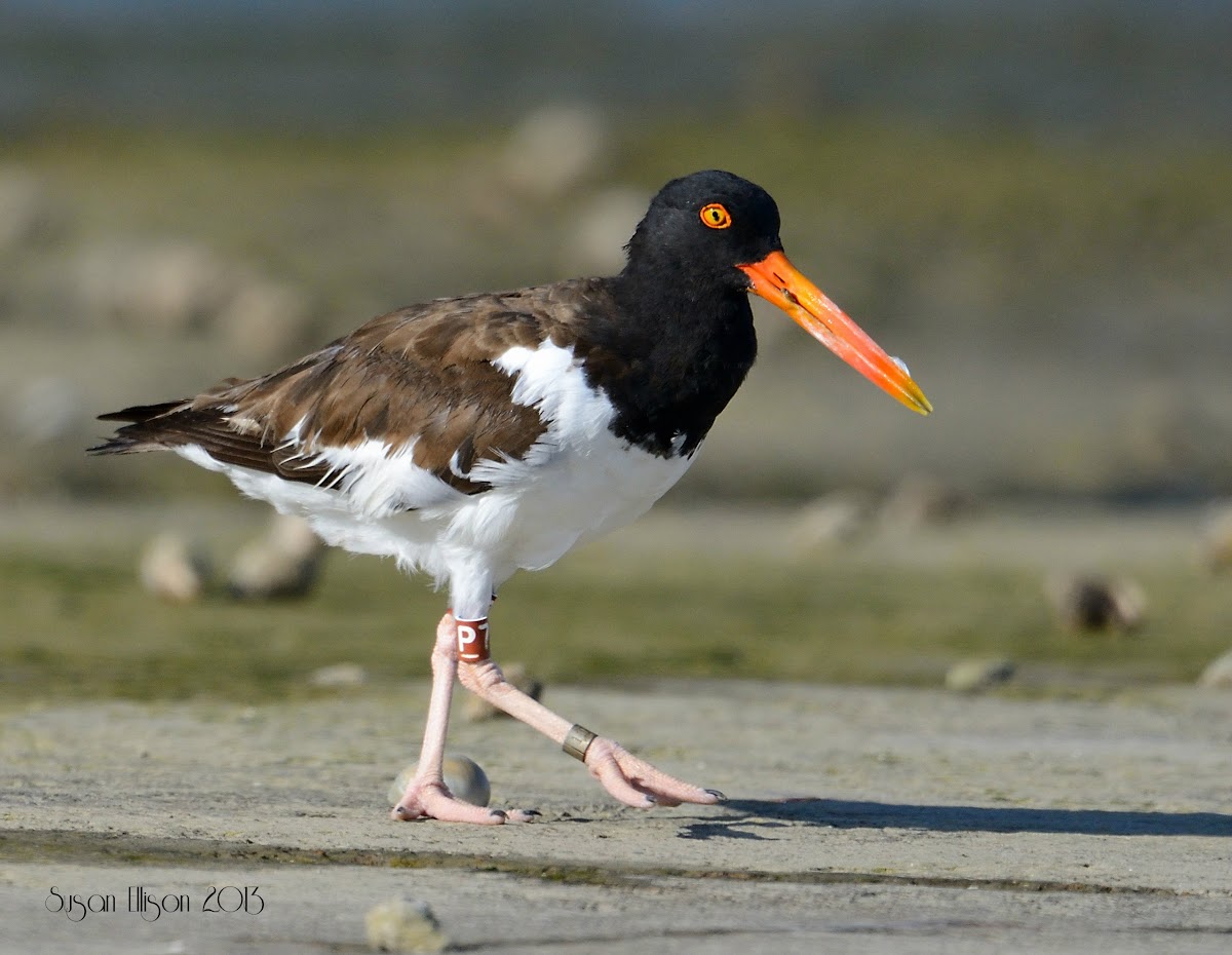 american oyster catcher