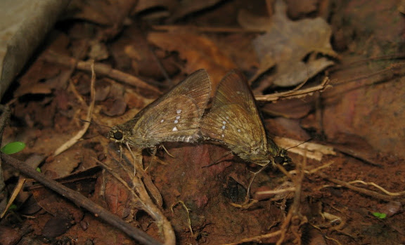 Hesperiinae : Melphina sp. (?). Atewa Hills (Ghana), 28 décembre 2009. Photo : Henrik Bloch