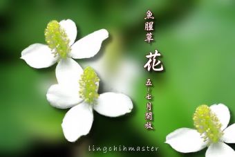 魚腥草1-花