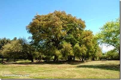 Tabor oak, Horeshat Tal, tb032905182