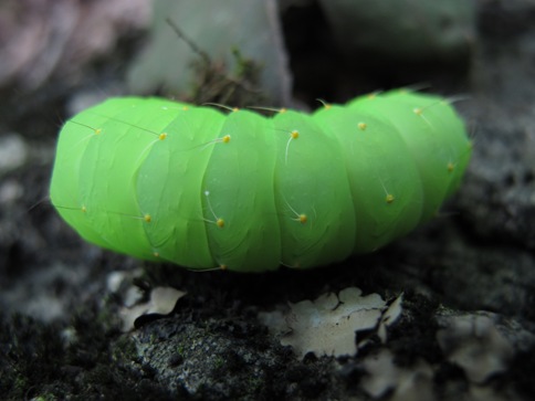 green caterpillar back