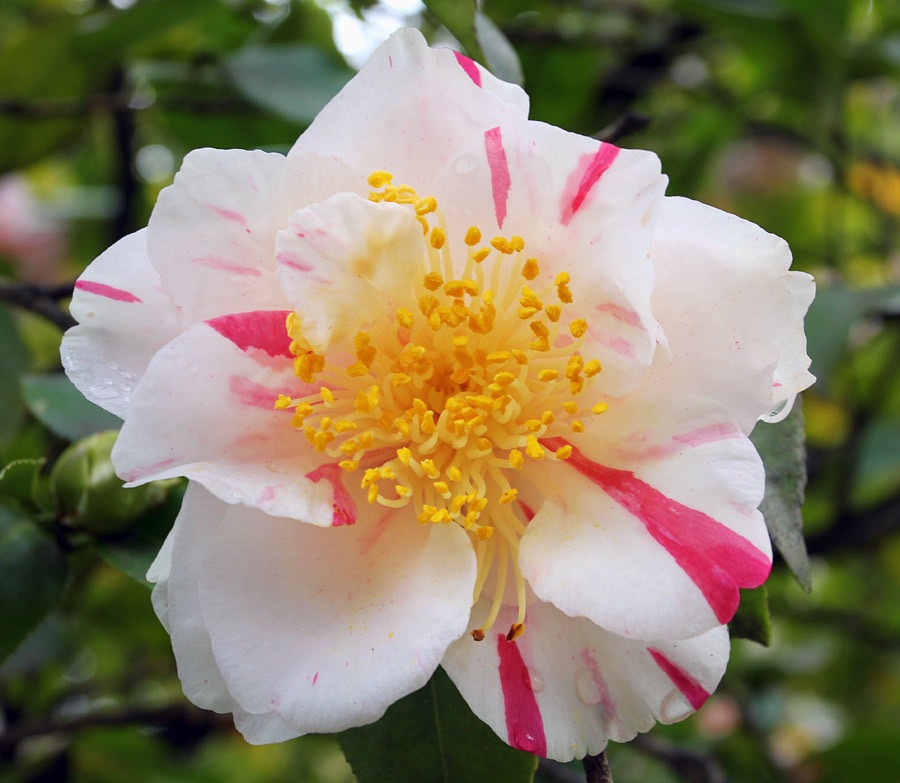 [120317_Capitol_Park_Camellia-japonica_50.jpg]