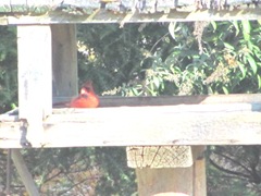 Cardinal in big feeder 11.2011