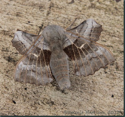Poplatr-Hawk-Moth