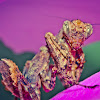 Mantis in an orchid
