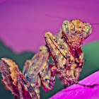 Mantis in an orchid