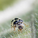Chinita, Ladybug
