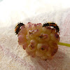 Lady Beetle (larva)