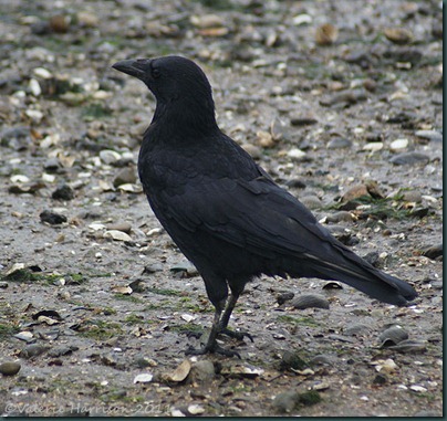 25-crow