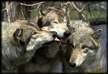 matanza de lobos