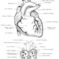 cuerpo humano corazón