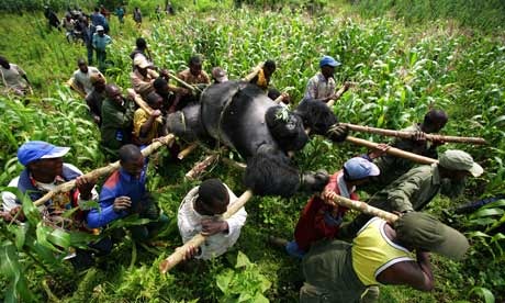 [Congo-gorilla-poaching-001%255B2%255D.jpg]