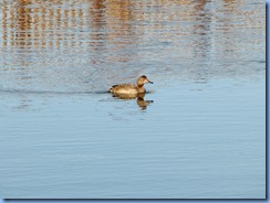 6216 Texas, South Padre Island - Birding and Nature Center guided bird walk - Redhead duck