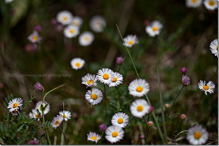 asters photo by adrienne zwart