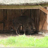 Wisent im Wisentreservat bei Miedzydroje