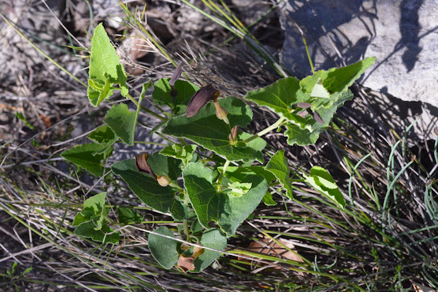 Aristoloche pistoloche (Aristolochia pistolochia L. 1763), PHL de Zerynthia rumina. Le Vigier, commune de Lagorce (Ardèche), 19 avril 2014. Photo : L. Voisin