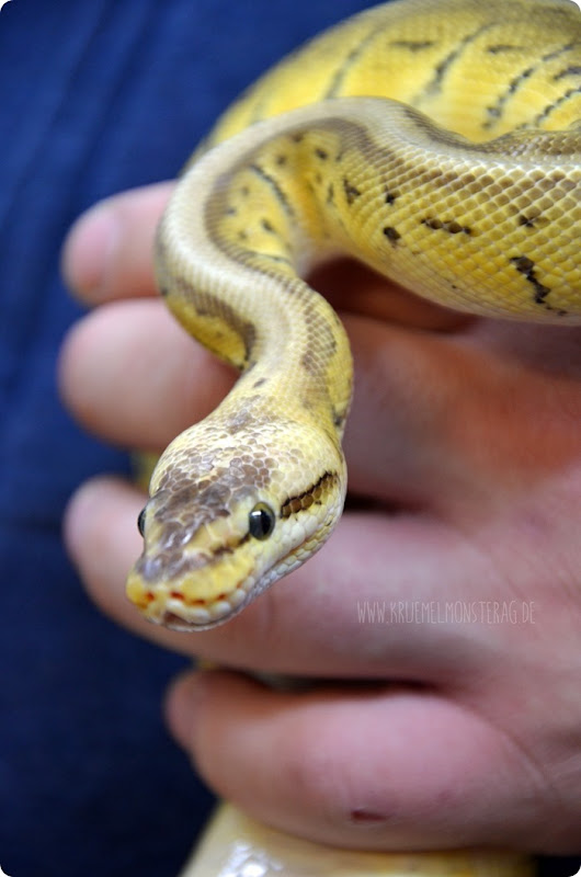 Python (06) von PB Snakes 311214