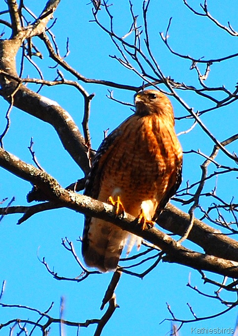 2. red-shouldered hawk-kab