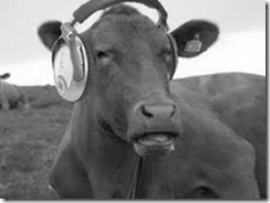 vacas escutando msica