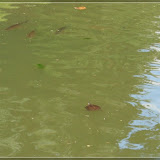 Fische und auch Schildkröten leben hier