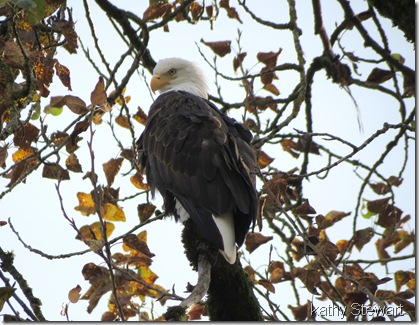 Nov. 2, 2012 Bald Eagle