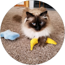 Christine Pavot profile picture