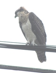 7.31.12 young osprey on wire wings head turned3