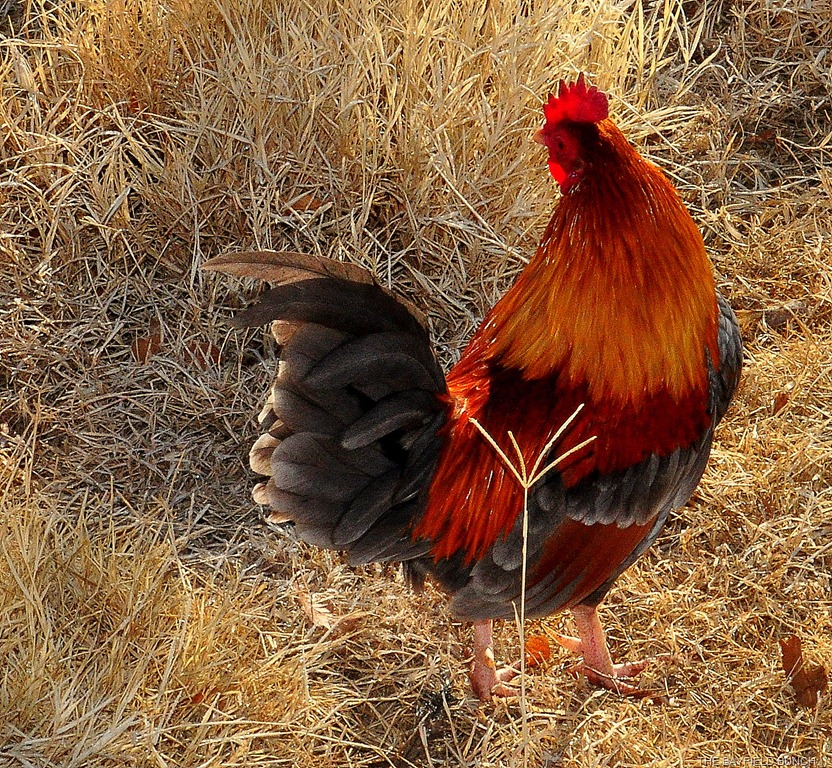 [DSC_0007%255B5%255D.jpg]