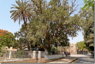 Sycamore-fig tree, Jericho, tb052205965