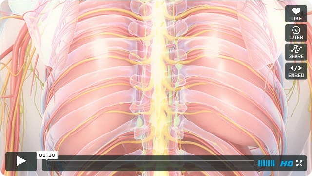 vídeo anatomia animação biomedicina